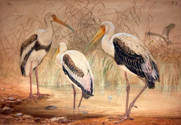 Tantalo africano (Pseudotantalus ibis), 1856-67